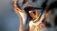 Close-up macro shot of brown cow eye with detailed eyelashes and fur texture in warm golden sunlight for agricultural and livestock photography projects.
