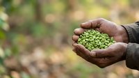 Farmer holding fresh green lentils in cupped hands over blurred agricultural field background, harvest and organic farming concept.