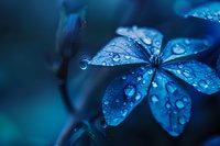Blue plumeria flower with water drops in morning dew, macro photography on dark background creates dreamy atmosphere and highlights natural patterns.