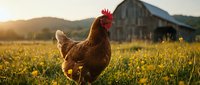 Brown hen standing in golden meadow at sunset with rustic barn and mountains in background, farm life and agriculture concept for organic farming designs.