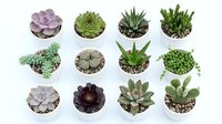 Assorted mini succulents and cacti in white ceramic pots arranged on a white background, isolated collection of trendy indoor plants for home decor.