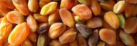 Fresh argan nuts in various stages of ripeness showing natural color progression from green to brown, close up macro view of organic raw kernels.