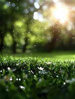 Fresh green grass at ground level with magical bokeh lights and sunbeams creating dreamy summer atmosphere in garden or park background.