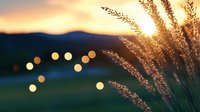 Dreamy sunset landscape with golden bokeh lights and silhouette of ornamental grass in foreground, creating atmospheric mood for nature and outdoor photography.