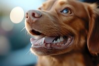 Brown dog with open mouth smiling at bokeh light, showing teeth and happy expression, suitable for pet care, veterinary, and animal wellness marketing materials.