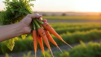 Fresh organic carrots with green tops held in hand at sunset over agricultural field. Harvest time concept for healthy eating and farm produce.