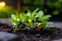 Young green seedlings growing in rich dark soil with warm sunlight filtering through garden background for organic farming and sustainable agriculture.