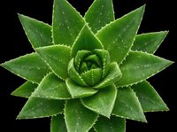Aloe vera succulent plant isolated on transparent background, ready for t-shirt design, stickers, clipart, print on demand, and sublimation projects.