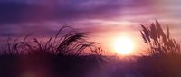Dramatic sunset landscape with tall grass silhouettes against vibrant purple and orange sky. Peaceful nature scene for meditation and relaxation content.