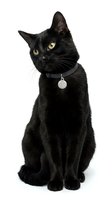 Black cat with striking yellow eyes wearing a collar with bell tag, sitting upright against white background. Isolated pet portrait for design, greeting cards, and animal-related projects.
