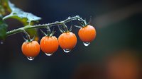 Fresh cherry tomatoes on vine with morning dew drops, macro photography against dark background shows natural organic produce in garden setting.