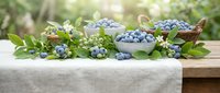 Fresh blueberries in white bowls with green leaves arranged on rustic wooden table outdoors for healthy eating and organic food photography.