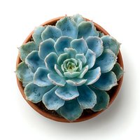 Blue-green succulent plant in terracotta pot isolated on white background for home decor and gardening projects.