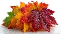 Vibrant autumn maple leaves with water droplets arranged in a colorful pile, showcasing seasonal red, orange, yellow, and green hues on white background.
