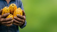 Farmer holding freshly harvested potatoes with soil on hands against green background, agriculture and organic farming concept for food production and harvest themes.