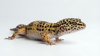 Spotted leopard gecko with golden and brown patterned scales isolated on white background, suitable for educational materials, pet care guides, and reptile design projects.