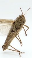 Grasshopper isolated on white background, detailed macro view showing wings, legs, and antennae. Suitable for educational materials, nature designs, and wildlife clipart.