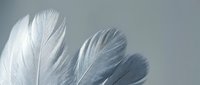 Three delicate white feathers arranged artistically against soft gray background creating minimalist composition for spa wellness meditation designs.