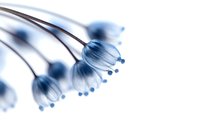 Delicate blue floral stems with soft buds against white background, creating ethereal and dreamy botanical composition with selective focus and shallow depth of field.
