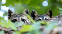 Two adorable raccoon babies peeking curiously from behind tree bark in lush green forest setting. Wildlife photography capturing playful mammal behavior in natural habitat.