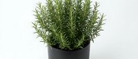 Fresh rosemary herb plant in black pot isolated on white background for culinary cooking kitchen garden design projects and healthy organic food concepts.