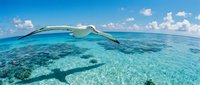 Stingray gliding gracefully over crystal clear turquoise waters above vibrant coral reef in tropical paradise with blue sky and white clouds overhead.