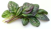 Fresh organic red veined sorrel leaves bunch on white background, raw healthy greens with purple stems and vibrant texture isolated for culinary use.