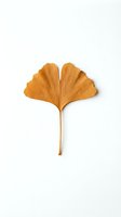 Single golden ginkgo leaf isolated on white background for autumn design projects and natural botanical illustrations.