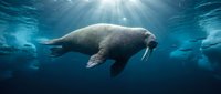 Majestic manatee swimming gracefully in crystal clear blue ocean waters with sunbeams streaming from surface above creating magical underwater scene.
