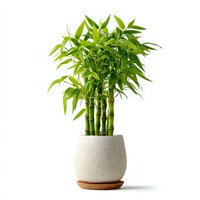 Bamboo houseplant in modern ceramic pot with wooden saucer isolated on white background for home decor and interior design projects.