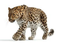 Majestic Amur leopard walking on white background, showcasing distinctive spotted coat pattern and powerful stance. Endangered wildlife species in motion.