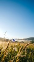 Delicate blue wildflower blooming among golden wheat stalks in sunlit countryside field with rolling hills and misty morning atmosphere, perfect for nature and agricultural backgrounds.