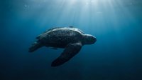 Majestic sea turtle swimming gracefully through deep blue ocean waters with sunlight rays filtering from above creating ethereal underwater atmosphere.
