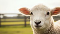 Young white sheep with pink ears looking directly at camera in pastoral farm setting with wooden fence and green meadow background.