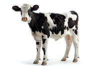 Holstein dairy calf standing in profile view on white background, showing distinctive black and white spotted coat pattern. Isolated farm animal for agricultural design.