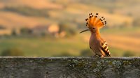 Hoopoe bird with distinctive crest perched on stone wall during golden hour sunset in countryside landscape for nature photography and birdwatching content.