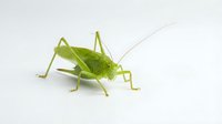 Bright green grasshopper isolated on white background, ready for design projects, educational materials, and commercial applications.