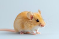Golden hamster with white belly on light background, side view of small pet rodent with bright fur and black eyes, isolated studio portrait.