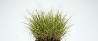 Isolated ornamental grass plant with wispy green and tan foliage on white background, ready for design projects, web graphics, and digital compositions.