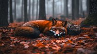 Red fox resting on autumn leaves in misty forest, wildlife and nature photography for editorial and design projects.