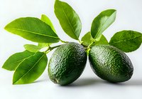 Fresh ripe green avocados with leaves on white background, healthy organic produce for natural food photography and culinary design projects.