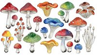 Watercolor mushroom collection with various species including red spotted toadstools, chanterelles and forest fungi isolated on white background for design projects.