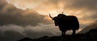 Silhouetted yak standing on rocky mountain terrain against dramatic cloudy sky with golden light breaking through mist, suitable for wildlife and nature backgrounds.