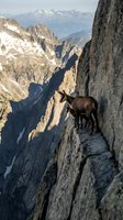 Mountain goats standing on rocky cliff ledge with dramatic alpine landscape and snow-capped peaks in background showcasing wildlife adventure and nature exploration.