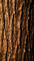 Weathered tree bark texture with deep cracks and ridges in warm brown and golden tones, suitable for backgrounds, nature designs, and organic material references.