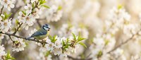 Blue tit perched on a blooming cherry branch surrounded by white spring flowers in soft sunlight, perfect for nature and seasonal designs.