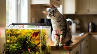 Tabby kitten standing on kitchen counter next to aquarium with aquatic plants and goldfish, curious pet exploring home environment.