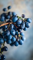 Fresh dark blue grapes with water drops on branch against blurred background, macro photography showing natural texture and juicy appearance. For food packaging design.