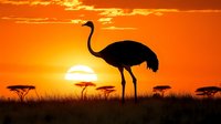 Silhouette of ostrich against vibrant orange sunset sky with acacia trees on African savanna horizon, dramatic wildlife scene in golden hour light.
