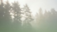 Soft morning mist creates dreamy atmosphere through forest trees with gentle sunlight filtering through fog for peaceful nature backgrounds.